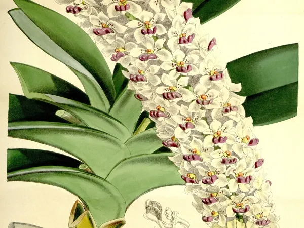 Foto von Rhynchostylis (Saccolabium giganteum).