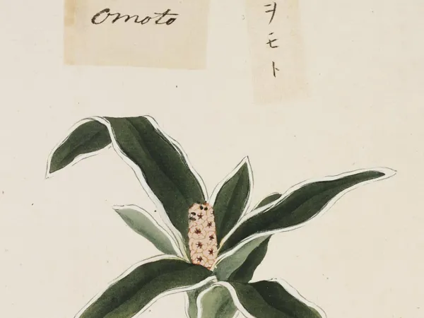 Foto von Rohdea (Rohdea japonica).