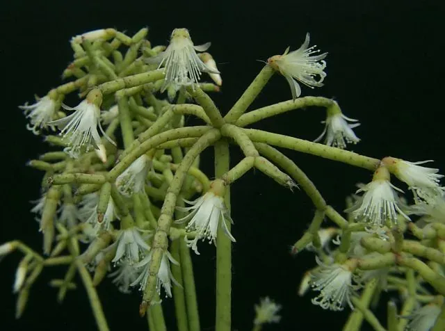 Foto von Rutenkaktus (Rhipsalis cereuscula).