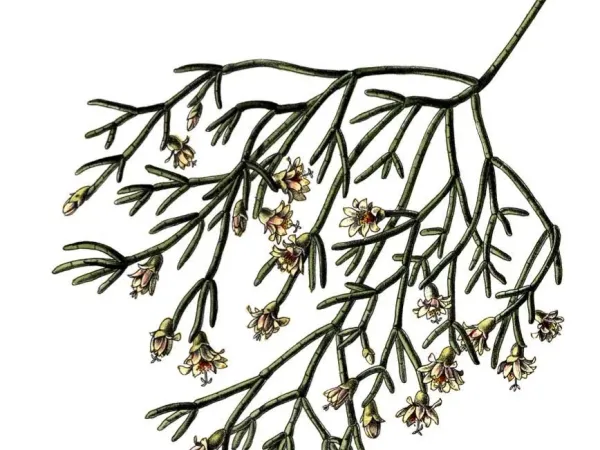 Foto von Rutenkaktus (Rhipsalis campos-portoana).