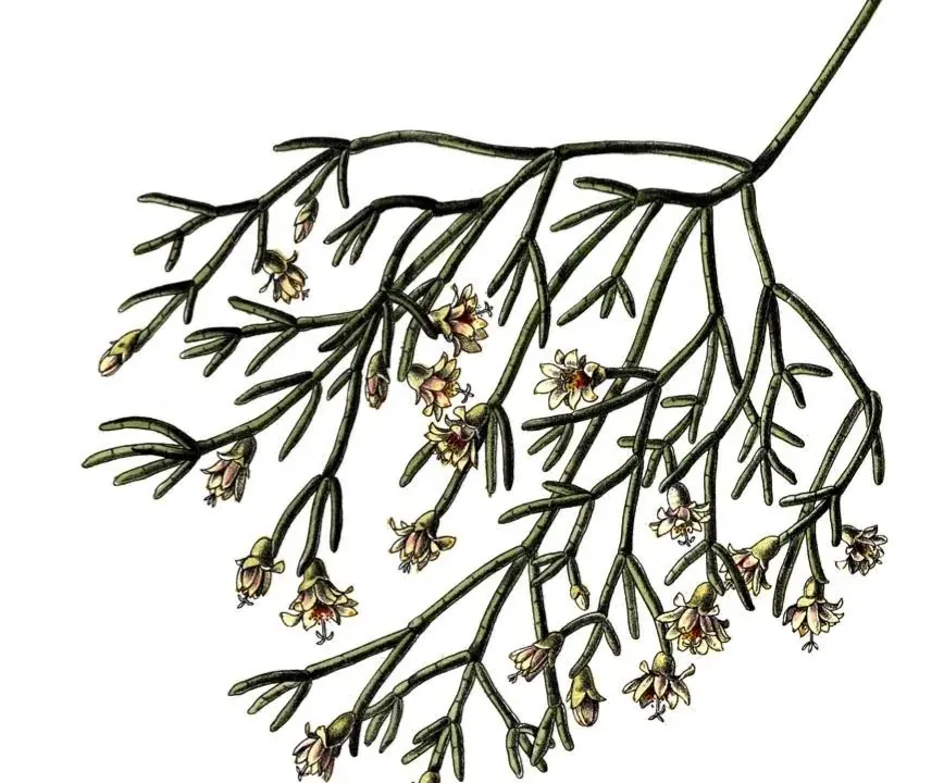 Foto von Rutenkaktus (Rhipsalis campos-portoana).