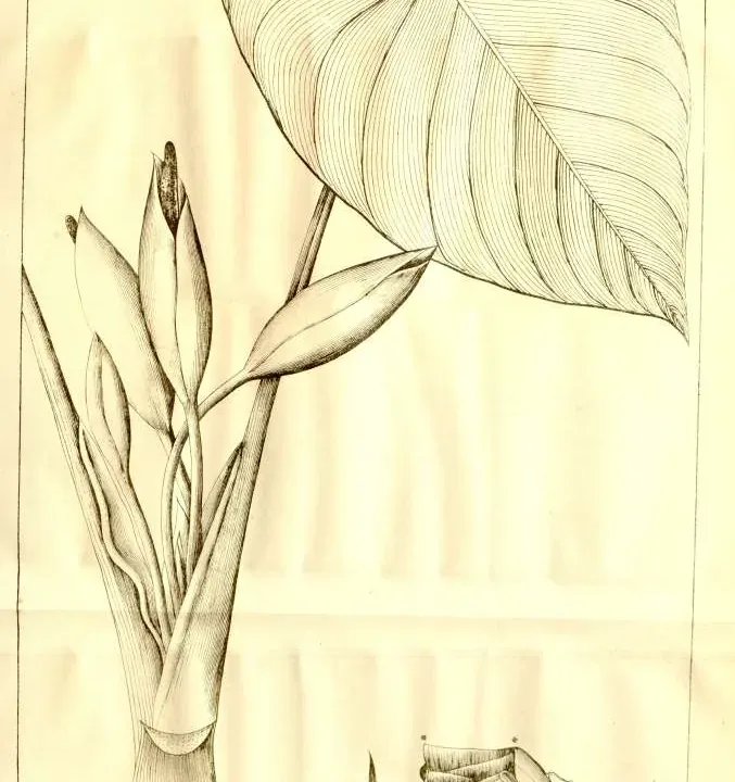 Foto von Schattenblatt (Homalomena rubescens).