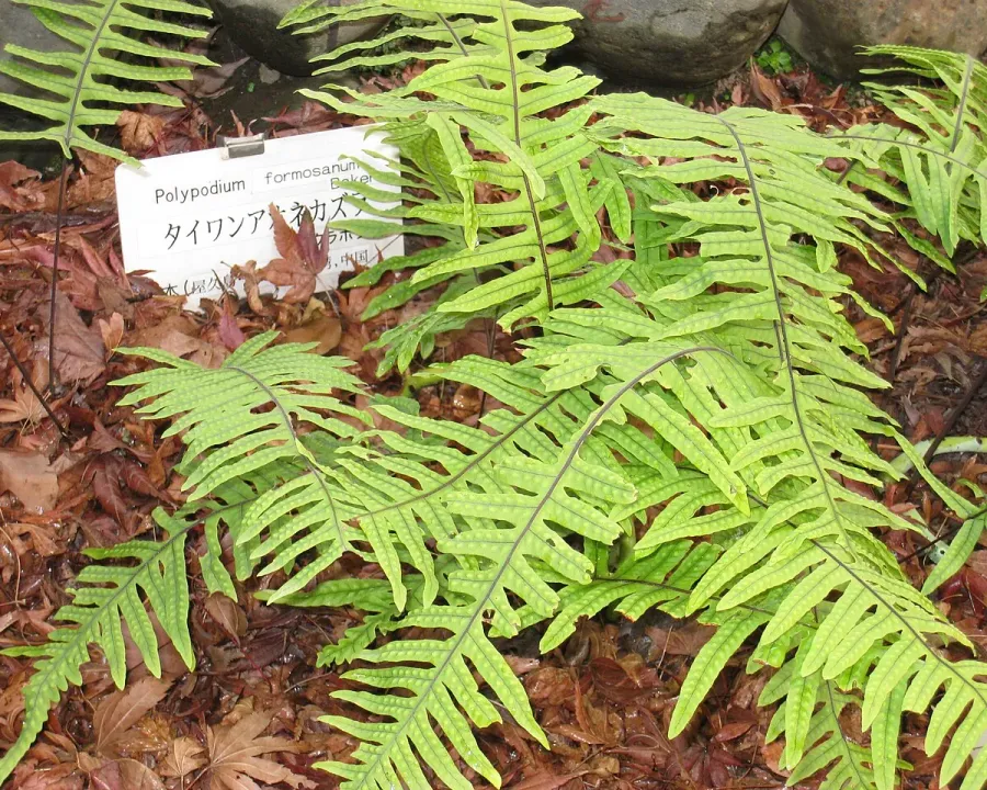 Foto von Tausendfüßlerfarn (Polypodium formosanum).