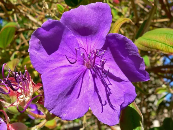 Foto von Tibouchina (Tibouchina urvilleana).