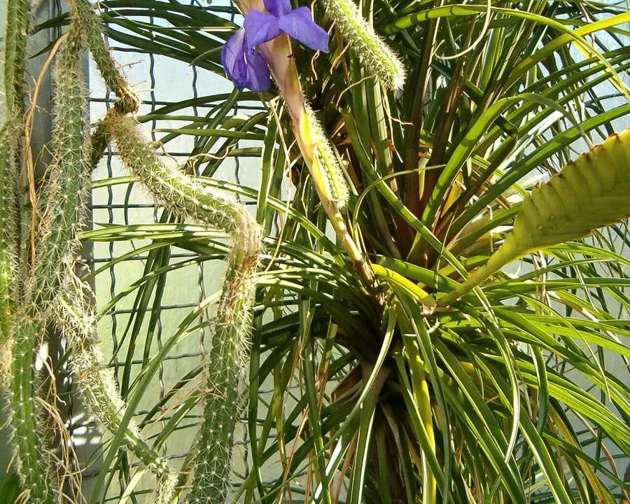 Foto von Tillandsia (Tillandsia lindenii).