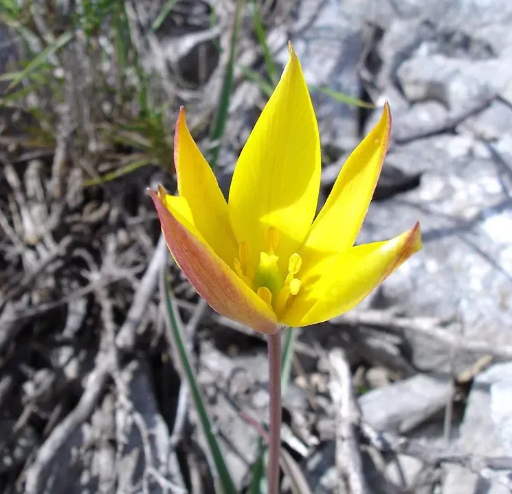Foto von Tulpen (Tulipa australis).