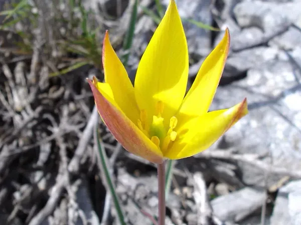 Foto von Tulpen (Tulipa australis).