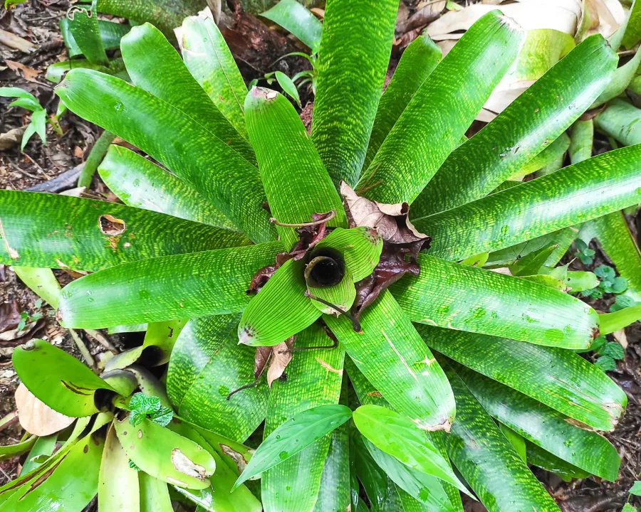 Foto von Vriesea (Vriesea fenestralis).