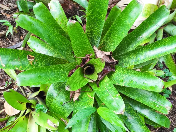 Foto von Vriesea (Vriesea fenestralis).