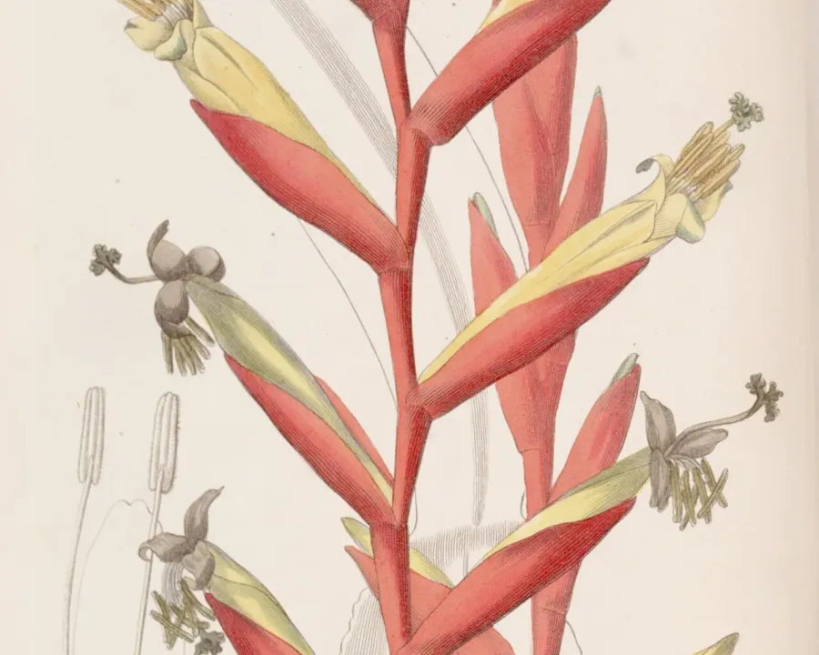 Foto von Vriesea (Vriesea psittacina).