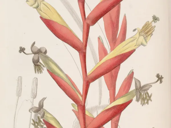 Foto von Vriesea (Vriesea psittacina).