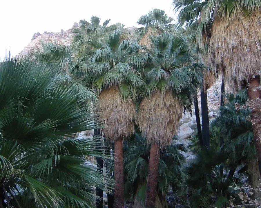 Foto von Washingtonia (Washingtonia filifera).