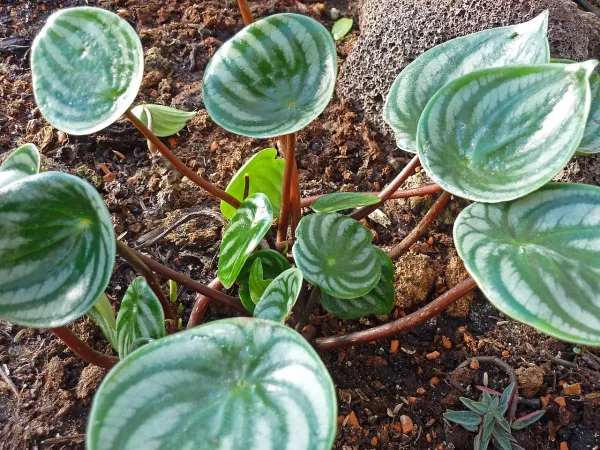 Foto von Wassermelonen-Peperomie (Peperomia argyreia).