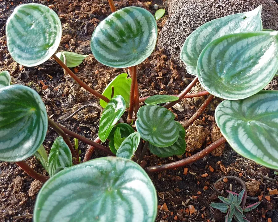 Foto von Wassermelonen-Peperomie (Peperomia argyreia).