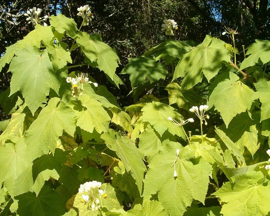 Foto von Zimmerlinde (Sparrmannia africana).