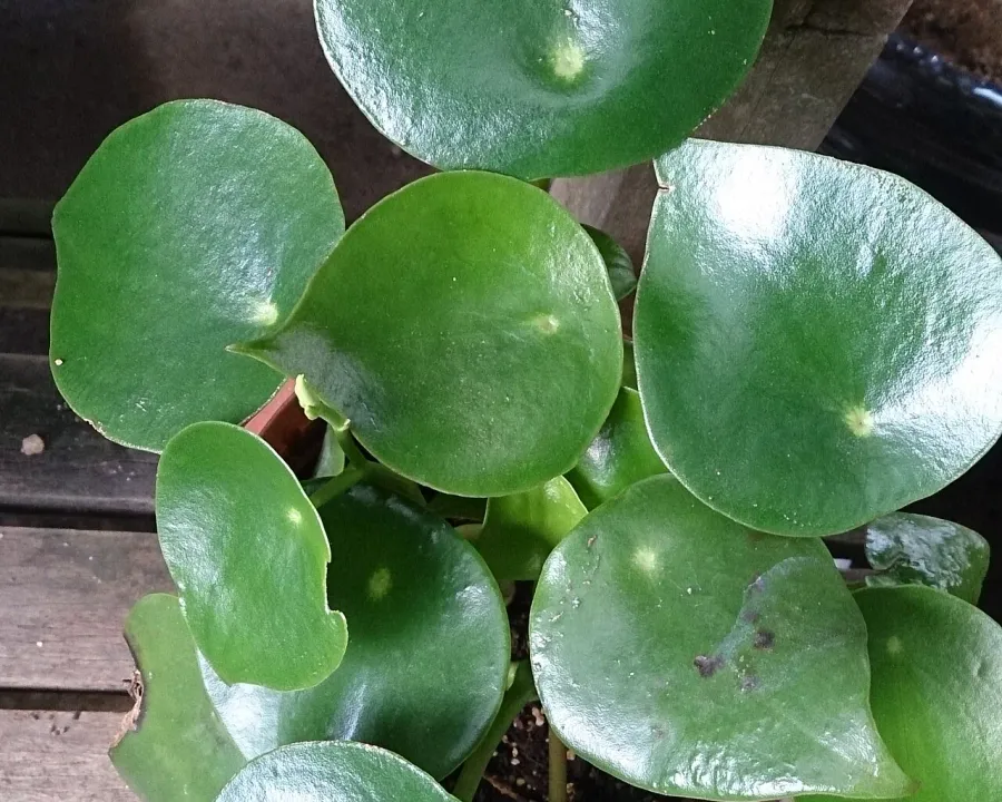 Foto von Zwergpfeffer (Peperomia polybotrya).