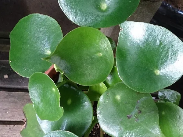 Foto von Zwergpfeffer (Peperomia polybotrya).