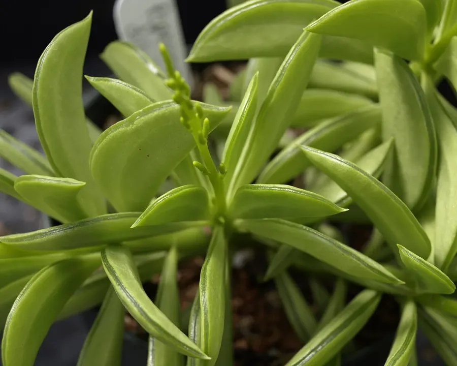 Foto von Zwergpfeffer (Peperomia dolabriformis).